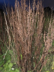 Magnoliopsida