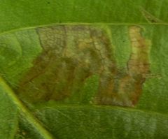 Stigmella tityrella