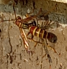Polistes apachus