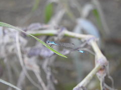 Acanthagrion quadratum