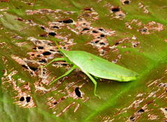 Atractomorpha acutipennis gerstaeckeri