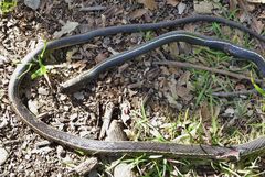 Masticophis lateralis lateralis