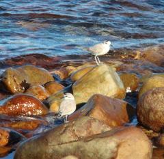 Charadrius marginatus marginatus