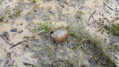 Sternotherus odoratus