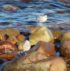 Charadrius marginatus marginatus