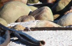 Charadrius marginatus marginatus