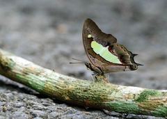 Polyura athamas