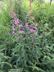 Chamaenerion angustifolium