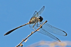 Macrothemis inequiunguis