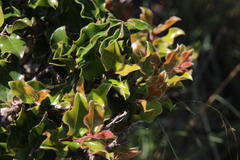 Diospyros scabrida