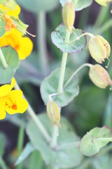 Erythranthe glaucescens