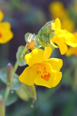 Erythranthe glaucescens