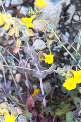 Erythranthe glaucescens