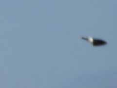 Tachycineta leucorrhoa