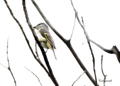 Pericrocotus cinnamomeus