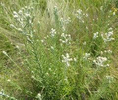 Pseudognaphalium oligandrum