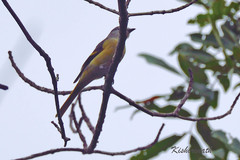 Pericrocotus cinnamomeus