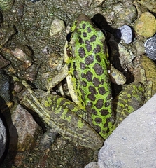 Odorrana tianmuii