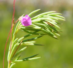 Indigofera filicaulis