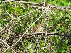 Synallaxis frontalis