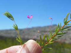 Indigofera filicaulis