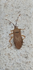Anasa guttifera