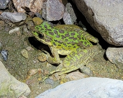 Odorrana tianmuii