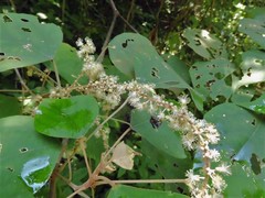 Mallotus paniculatus