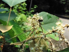 Homotrigona apicalis