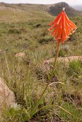 Kniphofia triangularis triangularis