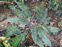 Aglaonema commutatum