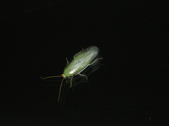 Panchlora thalassina