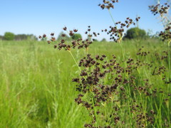 Juncus atratus