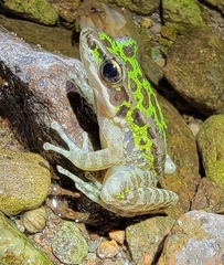 Odorrana tianmuii