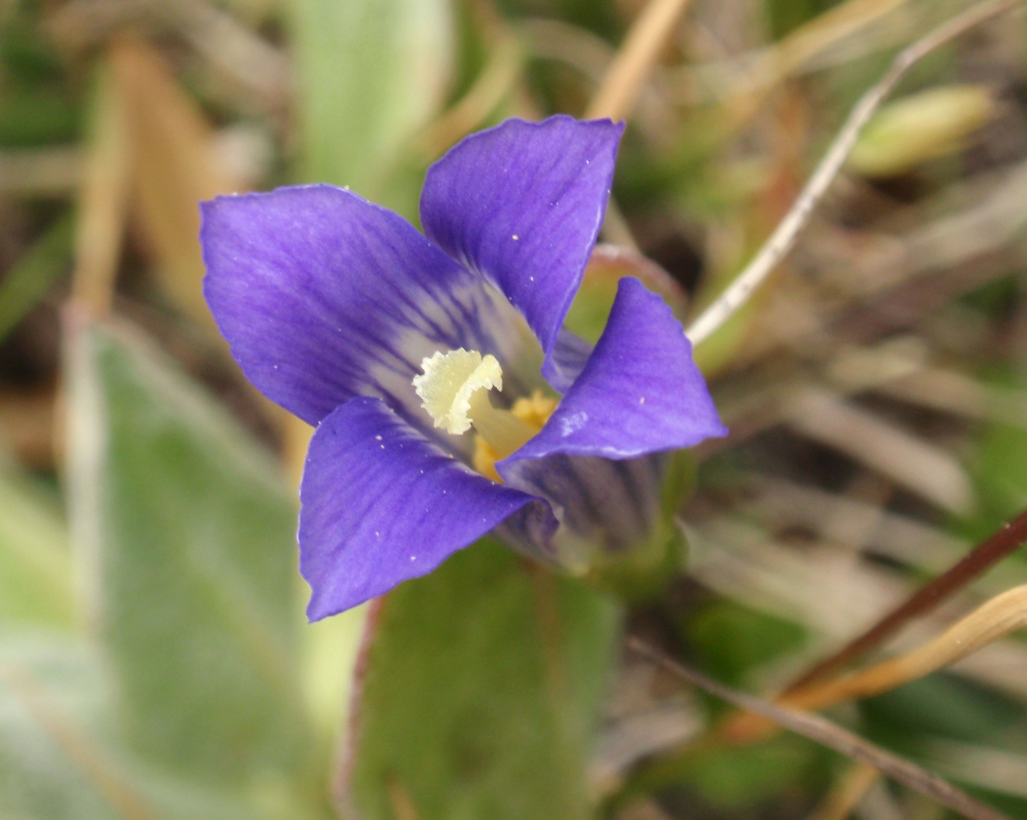 Gentianopsis holopetala
