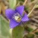 Sierra Fringed Gentian - Photo (c) Tom Hilton, some rights reserved (CC BY), uploaded by tomhilton