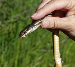 Masticophis lateralis lateralis