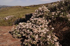 Lotononis alpina multiflora