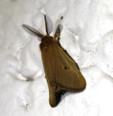 Bracharoa quadripunctata