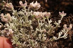 Lotononis alpina multiflora