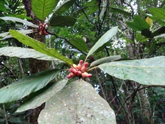 Pentagonia macrophylla