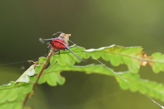 Macracantha arcuata