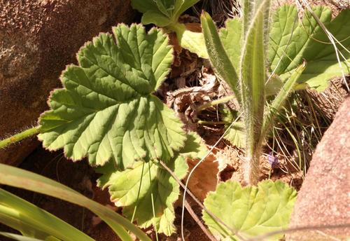 Pelargonium schizopetalum 2