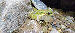 Odorrana tianmuii