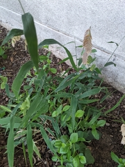 Chasmanthium latifolium