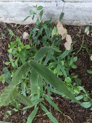 Chasmanthium latifolium