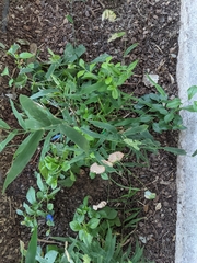 Chasmanthium latifolium