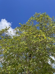 Tabebuia heterophylla