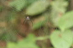 Macracantha arcuata
