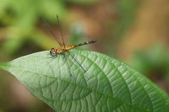 Amphithemis vacillans